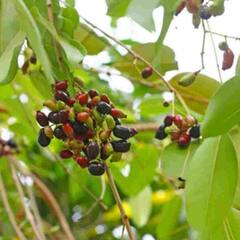 Jamun Leaves Benefits : ਜਾਮੁਨ ਹੀ ਨਹੀਂ ਇਸਦੇ ਪੱਤੇ ਵੀ ਸਿਹਤ ਲਈ ਹੈ ਲਾਭਦਾਇਕ, ਫਾਇਦੇ ਜਾਣ ਕੇ ਰਹਿ ਜਾਓਗੇ ਹੈਰਾਨ