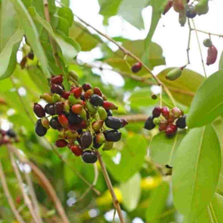 ਜਾਮੁਨ ਦੇ ਪੱਤੇ ਤੁਹਾਨੂੰ ਸਿਹਤ ਨਾਲ ਜੁੜੀਆਂ ਕਈ ਸਮੱਸਿਆਵਾਂ ਤੋਂ ਛੁਟਕਾਰਾ ਦਿਵਾ ਸਕਦੇ ਹਨ ਕਿਉਂਕਿ ਜਾਮੁਨ ਤੋਂ ਇਲਾਵਾ ਇਸ ਦਰੱਖਤ ਦੇ ਪੱਤੇ ਆਇਰਨ, ਫਾਈਬਰ, ਪੋਟਾਸ਼ੀਅਮ ਵਰਗੇ ਪੋਸ਼ਕ ਤੱਤਾਂ ਨਾਲ ਭਰਪੂਰ ਹੁੰਦੇ ਹਨ ਅਤੇ ਸਰੀਰ ਨੂੰ ਸਿਹਤਮੰਦ ਰੱਖਣ 'ਚ ਮਦਦ ਕਰ ਸਕਦੇ ਹਨ। ਤਾਂ ਆਓ ਜਾਣਦੇ ਹਾਂ ਇਸ ਬਾਰੇ।