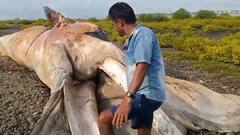 Arnala beach Whale: अबब! अर्नाळा समुद्रकिनाऱ्यावर 100 फुटांच्या व्हेल माशाचं अजस्त्र धुड पाहायला एकच गर्दी