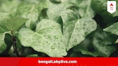 কোথাও কমলা সতর্কতা, কোথাও হলুদ, এই জেলাগুলিতে আজ থেকে লাগাতার বৃষ্টি