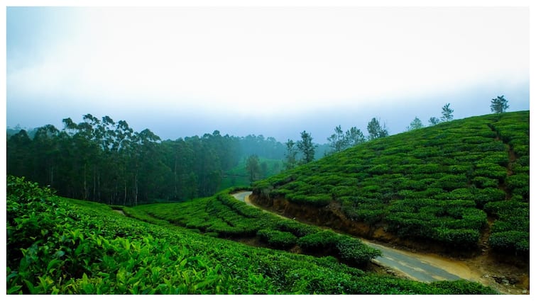 Best Time to Visit Ooty Discover the Ideal Weather for Your Trip ऊटी घूमने जाना चाहते हैं तो जानें बेस्ट मौसम कौन सा है, यहां देखी पूरी ट्रिप प्लान