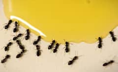 ਰਸੋਈ 'ਚ ਪਰੇਸ਼ਾਨ ਕਰ ਰਹੀਆਂ ਕੀੜੀਆਂ ਅਤੇ ਕੋਕਰੋਚ ਤਾਂ ਅਪਣਾਓ ਆਹ ਤਰੀਕੇ, ਕਿਤੇ ਨਹੀਂ ਆਉਣਗੇ ਨਜ਼ਰ