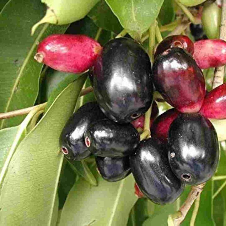 iਦੰਦਾਂ ਅਤੇ ਮਸੂੜਿਆਂ ਦੀਆਂ ਸਮੱਸਿਆਵਾਂ, ਸਾਹ ਦੀ ਬਦਬੂ, ਅਲਸਰ ਆਦਿ ਵਿੱਚ ਬਲੈਕਬੇਰੀ ਦੇ ਪੱਤੇ ਖਾਣ ਨਾਲ ਲਾਭ ਹੁੰਦਾ ਹੈ। ਮੂੰਹ 'ਚ ਛਾਲੇ ਹੋਣ 'ਤੇ ਤੁਸੀਂ ਜਾਮੁਨ ਦੀਆਂ ਪੱਤੀਆਂ ਨੂੰ ਪਾਣੀ 'ਚ ਉਬਾਲ ਕੇ ਗਰਾਰੇ ਕਰ ਸਕਦੇ ਹੋ।