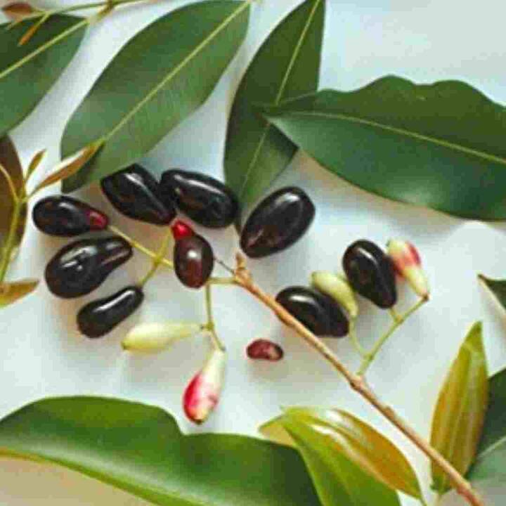 ਜੇਕਰ ਤੁਹਾਨੂੰ ਅਕਸਰ ਖਰਾਬ ਪਾਚਨ ਕਿਰਿਆ ਦੀ ਸਮੱਸਿਆ ਰਹਿੰਦੀ ਹੈ ਤਾਂ ਜਾਮੁਨ ਦੀਆਂ ਪੱਤੀਆਂ ਦਾ ਸੇਵਨ ਕਰਨਾ ਫਾਇਦੇਮੰਦ ਹੁੰਦਾ ਹੈ। ਇਸ 'ਚ ਮੌਜੂਦ ਔਸ਼ਧੀ ਗੁਣ ਪਾਚਨ ਕਿਰਿਆ ਨੂੰ ਮਜ਼ਬੂਤ ਕਰਨ 'ਚ ਮਦਦ ਕਰਦੇ ਹਨ ਅਤੇ ਬਦਹਜ਼ਮੀ, ਦਸਤ, ਐਸੀਡਿਟੀ ਵਰਗੀਆਂ ਸਮੱਸਿਆਵਾਂ ਨੂੰ ਦੂਰ ਕਰਦੇ ਹਨ।