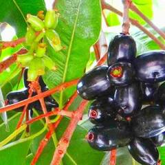 Jamun Leaves Benefits : ਜਾਮੁਨ ਹੀ ਨਹੀਂ ਇਸਦੇ ਪੱਤੇ ਵੀ ਸਿਹਤ ਲਈ ਹੈ ਲਾਭਦਾਇਕ, ਫਾਇਦੇ ਜਾਣ ਕੇ ਰਹਿ ਜਾਓਗੇ ਹੈਰਾਨ