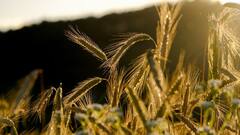 इस साल खरीफ फसलों के मामले में ये राज्य मारेगा बाजी, लाखों टन अनाज से भर जाएंगे भंडार