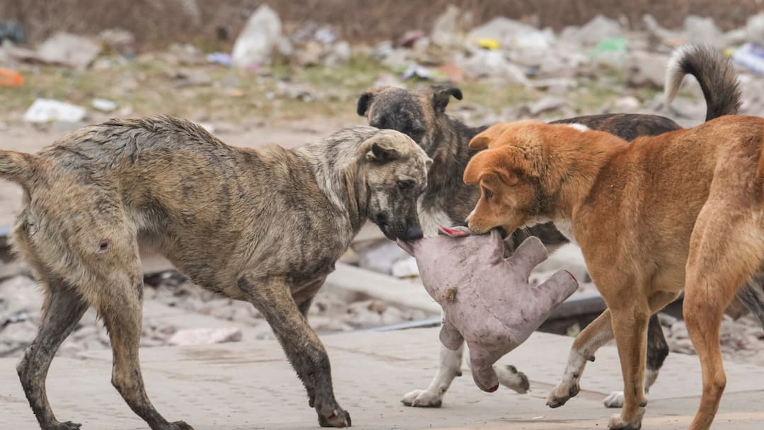 Stray Dogs: நாய்களுக்கு ஆதரவாக பொங்கி எழும் விலங்கு நல ஆர்வலர்கள் - ”பப்பி பாவம், மனசாட்சியே இல்லையா”