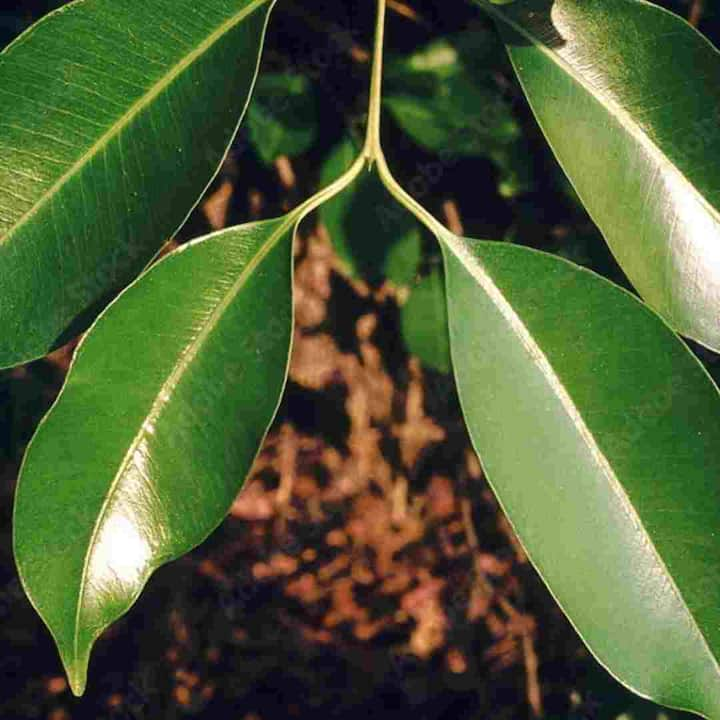 Jamun Leaves Benefits : ਗਰਮੀਆਂ ਦੇ ਮੌਸਮ ਵਿੱਚ ਉਪਲਬਧ ਜਾਮੁਨ ਦਾ ਸਵਾਦ ਹਰ ਕਿਸੇ ਦੇ ਬੁੱਲ੍ਹਾਂ ਨੂੰ ਛੂਹ ਜਾਂਦਾ ਹੈ। ਜਾਮੁਨ ਸਵਾਦ ਤੋਂ ਲੈ ਕੇ ਪੌਸ਼ਟਿਕਤਾ ਦੇ ਲਿਹਾਜ਼ ਨਾਲ ਇਕ ਸ਼ਾਨਦਾਰ ਫਲ ਹੈ ਅਤੇ ਇਹ ਸਿਹਤ ਨੂੰ ਕਈ ਫਾਇਦੇ ਦਿੰਦਾ ਹੈ।