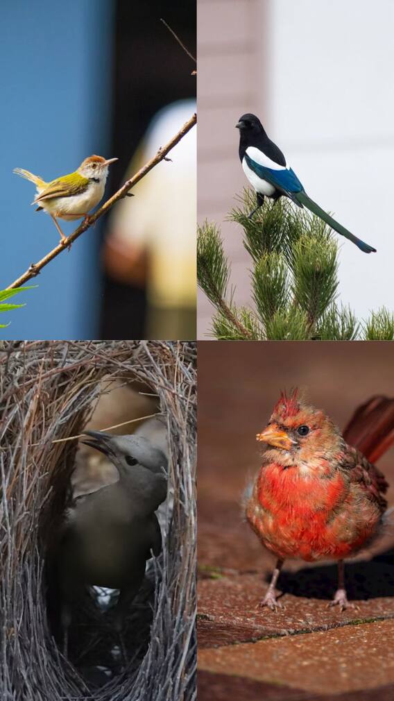 கூடுகட்டும் திறன்களை கொண்ட பறவைகள்