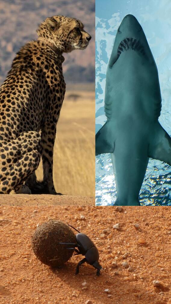 அசாதாரண திறன்களை கொண்ட உயிரினங்கள்!