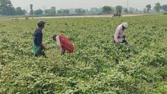 Delhi Vegetables Price: दिल्ली में आसमान छू रहे सब्जियों के दाम, जानें क्यों?