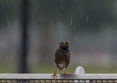 Delhi Weather: दिल्ली में मौसम खुशनुमा! गरज-चमक के साथ बारिश के आसार, जानें- अगले 4 दिनों का IMD अपडेट