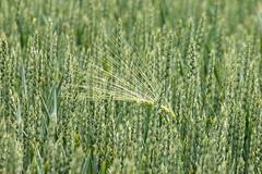 इस साल खरीफ फसलों के मामले में ये राज्य मारेगा बाजी, लाखों टन अनाज से भर जाएंगे भंडार