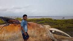 Arnala beach Whale: अबब! अर्नाळा समुद्रकिनाऱ्यावर 100 फुटांच्या व्हेल माशाचं अजस्त्र धुड पाहायला एकच गर्दी