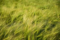 इस साल खरीफ फसलों के मामले में ये राज्य मारेगा बाजी, लाखों टन अनाज से भर जाएंगे भंडार