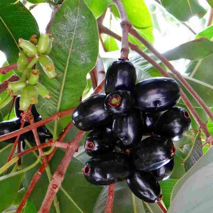 ਡਾਇਬਟੀਜ਼ ਵਿੱਚ ਹਾਈ ਬਲੱਡ ਸ਼ੂਗਰ ਵਾਲੇ ਲੋਕਾਂ ਲਈ ਜਾਮੁਨ ਦੇ ਪੱਤਿਆਂ ਦਾ ਸੇਵਨ ਲਾਭਦਾਇਕ ਮੰਨਿਆ ਜਾਂਦਾ ਹੈ, ਕਿਉਂਕਿ ਇਸ ਵਿੱਚ ਮੌਜੂਦ ਐਂਟੀ-ਹਾਈਪਰਗਲਾਈਸੈਮਿਕ ਗੁਣ ਬਲੱਡ ਸ਼ੂਗਰ ਨੂੰ ਕੰਟਰੋਲ ਕਰਨ ਵਿੱਚ ਮਦਦ ਕਰਦੇ ਹਨ। ਤੁਸੀਂ ਇਸ ਦੀਆਂ ਪੱਤੀਆਂ ਤੋਂ ਚਾਹ ਬਣਾ ਕੇ ਪੀ ਸਕਦੇ ਹੋ ਜਾਂ ਸਵੇਰੇ ਖਾਲੀ ਪੇਟ ਚਬਾ ਸਕਦੇ ਹੋ। ਇਸ ਸਮੇਂ ਜਿਨ੍ਹਾਂ ਲੋਕਾਂ ਦਾ ਬਲੱਡ ਸ਼ੂਗਰ ਘੱਟ ਹੈ ਜਾਂ ਦਵਾਈ ਲੈ ਰਹੇ ਹਨ, ਉਨ੍ਹਾਂ ਨੂੰ ਜਾਮੁਨ ਦੀਆਂ ਪੱਤੀਆਂ ਖਾਣ ਤੋਂ ਪਰਹੇਜ਼ ਕਰਨਾ ਚਾਹੀਦਾ ਹੈ।