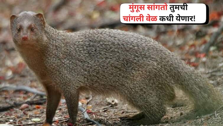 Shubh Sanket Of Mongoose get good news Withinn Seven days Astro Tips know the Detail in Marathi काय सांगता! मुंगूस सांगतो तुमची चांगली वेळ कधी येणार,जाणून घ्या धनलाभाचे नेमकं कनेक्शन?
