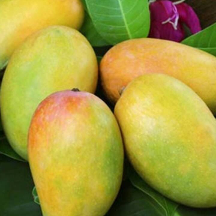 Mango's Peel Benefits : ਅੰਬ ਨਾ ਸਿਰਫ ਸਵਾਦਿਸ਼ਟ ਹੁੰਦੇ ਹਨ ਸਗੋਂ ਸਾਡੀ ਸਿਹਤ ਲਈ ਵੀ ਕਈ ਤਰ੍ਹਾਂ ਨਾਲ ਫਾਇਦੇਮੰਦ ਹੁੰਦੇ ਹਨ। ਕਈ ਲੋਕ ਅੰਬ ਖਾਣਾ ਬਹੁਤ ਪਸੰਦ ਕਰਦੇ ਹਨ। ਕਈ ਲੋਕ ਅੰਬ ਦਾ ਜੂਸ ਪੀਣ ਦੇ ਸ਼ੌਕੀਨ ਹੁੰਦੇ ਹਨ ।