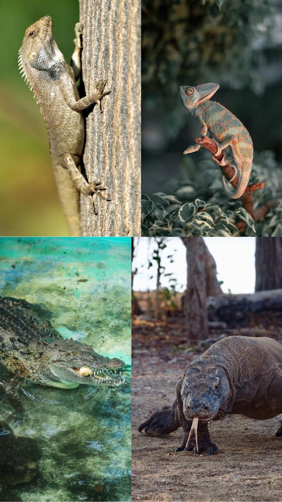 அதிபயங்கரமாக வேட்டையாடும் ஊர்வன வகை உயிரினங்கள்!