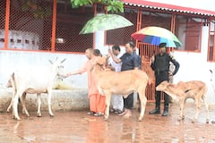 IN Pics: झमाझम बारिश में सीएम योगी ने की गोसेवा, गौशाला का भ्रमण कर उन्हें अपने हाथ से खिलाया गुड़, देखें तस्वीरें