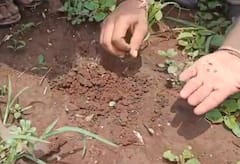 Gujarat Agriculture News: સૌરાષ્ટ્રમાં વાવણી થતાં જ નકલી બિયારણનો ખેલ થયો શરૂ, હૈદરાબાદની કંપનીએ ખેડૂતોને મરચાનું નકલી બિયારણ પધરાવ્યું