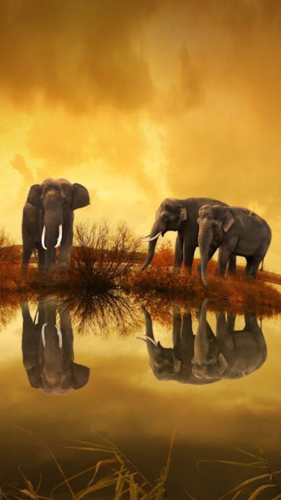 யானை பற்றிய வியப்பூட்டும் தகவல்கள்!