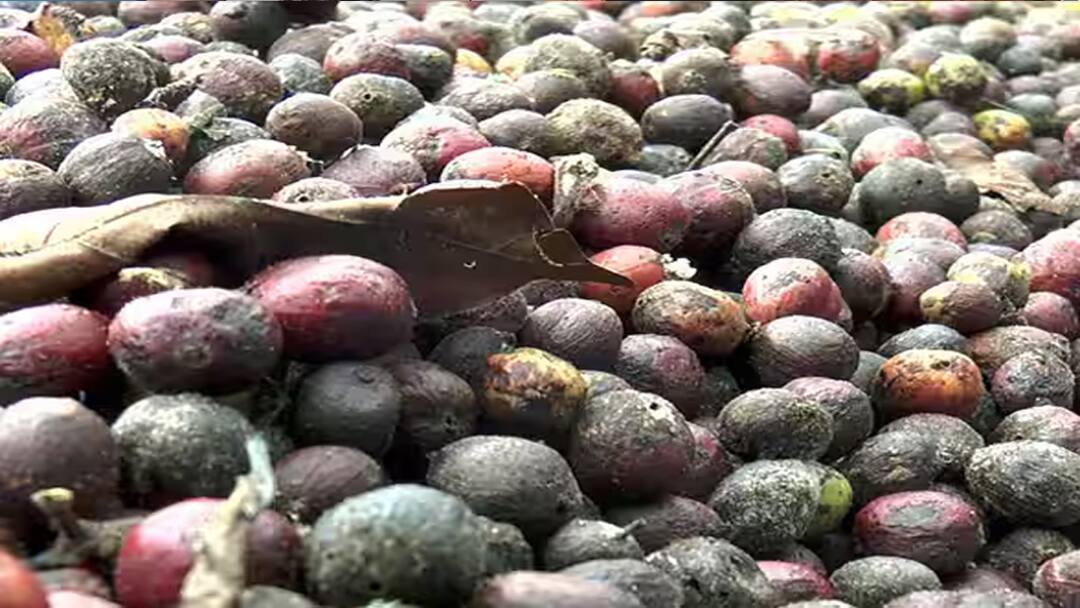 Dindigul: சிறுமலையில் நலிவடையும் காபி விவசாயம்! காரணம் என்ன தெரியுமா?