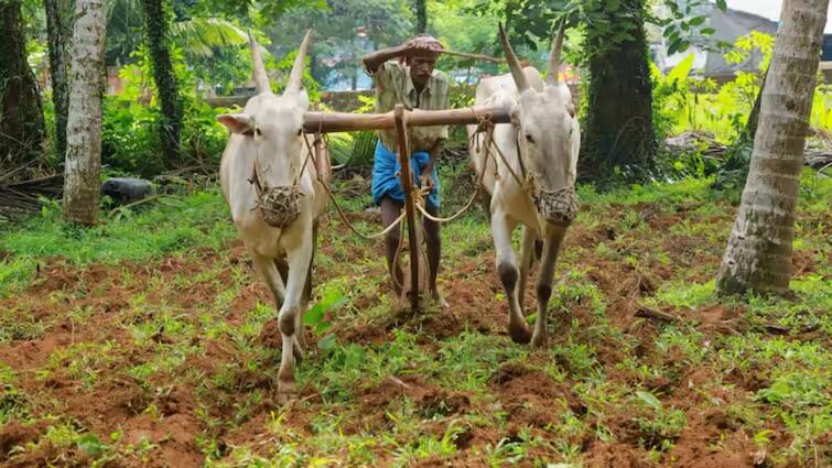 Madhya Pradesh Weather Today IMD Forecast Heavy rain Farmers started sowing crops in many districts ANN MP Weather: एमपी में झमाझम बारिश से खिले किसानों के चेहरे, शुरू हुई फसलों की बुवाई