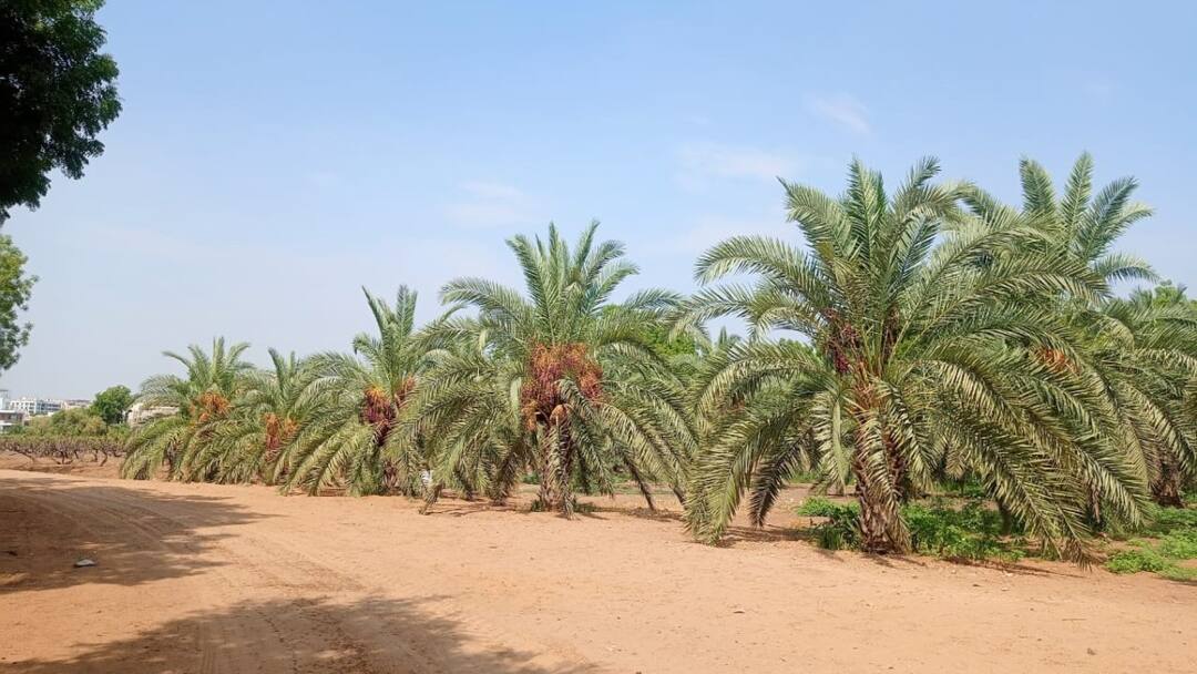 Jodhpur Date News Date Orchard laden with Red fruits in CAZRI, Yield reduced Due to Heat ANN Jodhpur News: जोधपुर के CAZRI में लाल फलों से लदा खजूर का बगीचा, गर्मी से कम हुई पैदावार 