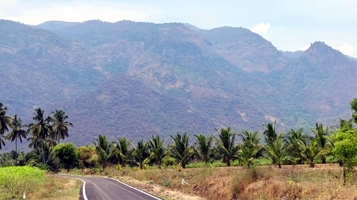 பழனி அருகே பாலாறு அணை பகுதியில் மீண்டும் காட்டு யானைகள் முகாம்: அச்சத்தில் விவசாயிகள்