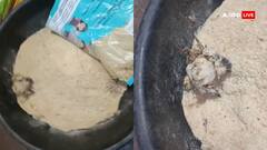 नागपुर: बच्चों की सेहत से खिलवाड़! सरकारी स्कूल में दिए जाने वाले प्रोटीन प्रीमिक्स में मिला मरा पक्षी