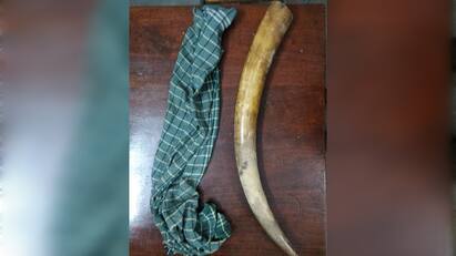 Recovery of ivory hidden by smuggling gangs in Coimbatore Crime: காவல் நிலையத்துக்கு கிடைத்த துப்பு! சேஸிங் செய்து கடத்தல் கும்பலை பிடித்த போலீஸ்! - யானை தந்தம் மீட்பு
