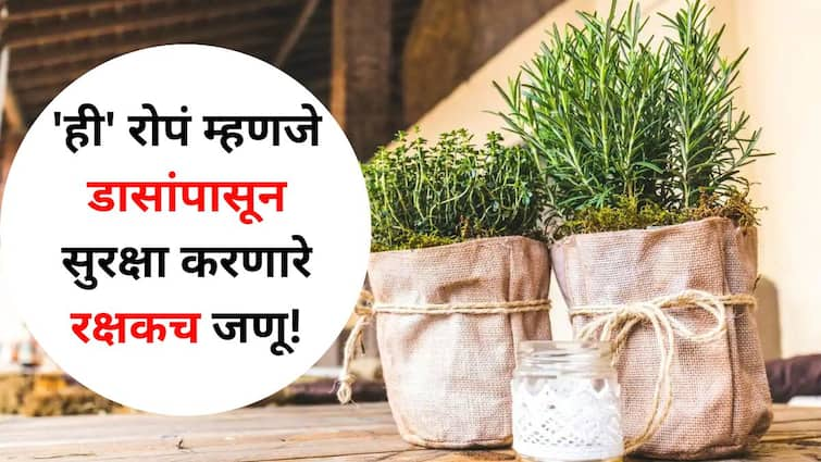 Health lifestyle marathi news Mosquito Repellent Plants guards protecting against mosquitoes Will keep mosquitoes away from home Health : झिका व्हायरसचा वाढतोय प्रसार, 'ही' रोपं म्हणजे डासांपासून सुरक्षा करणारे रक्षकच जणू! आजच लावा..