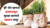 Health : झिका व्हायरसचा वाढतोय प्रसार, 'ही' रोपं म्हणजे डासांपासून सुरक्षा करणारे रक्षकच जणू! आजच लावा..