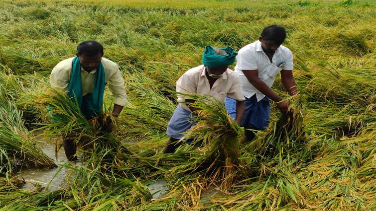 Thanjavur Farmers are distressed as the summer paddy crops ready for harvest got submerged and rotted due to rain - TNN பெய்யாமலும் கெடுத்தது... இப்போ பெய்தும் கெடுத்துவிட்டதே: தேங்கிய நீரில் சாய்ந்த பயிர்களால் விவசாயிகள் கண்ணீர்