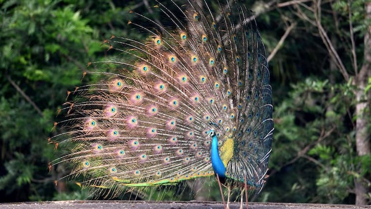 Delhi Forest Department Implements Measures To Protect Peacock After Tragic Loss Of 28 Birds Delhi Forest Department Implements Measures To Protect Peacock After Tragic Loss Of 28 Birds