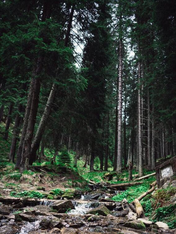 दुनिया का सबसे पुराना जंगल कहां है?