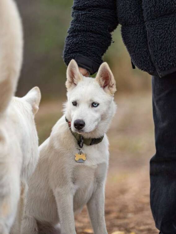 इन देशों में खाया जाता है कुत्ते का मांस
