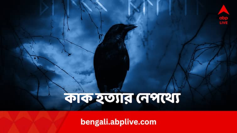 Viral News Know Why Kenya Will Kill 10 Lakh Indian Species Crow This Year Viral News: লক্ষ লক্ষ ভারতীয় প্রজাতির কাক মেরে ফেলবে কেনিয়া প্রশাসন, কেন এই সিদ্ধান্ত ?