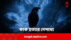 লক্ষ লক্ষ ভারতীয় প্রজাতির কাক মেরে ফেলবে কেনিয়া প্রশাসন, কেন এই সিদ্ধান্ত ?