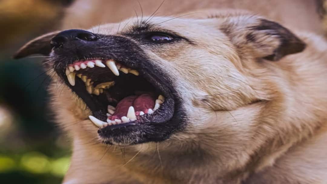 அலறிய 5 வயது குழந்தை.. பதறிய பெற்றோர்... மனித வேட்டையாடும் தெருநாய்கள் - காஞ்சியில் கொடூரம்