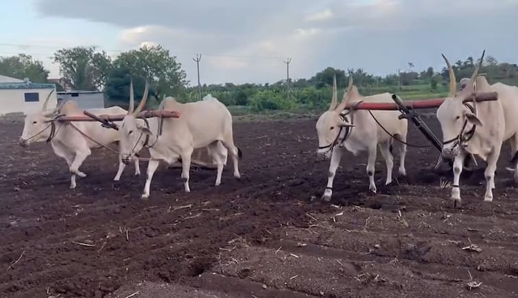 Ashish Deshmukh demand that the government should announce the hectare subsidy to farmers in Vidarbha during the monsoon session of the legislature विदर्भातील शेतकऱ्यांना सरकारनं हेक्टरी अनुदान जाहीर करावं, भाजपच्या 'या' नेत्याची मागणी