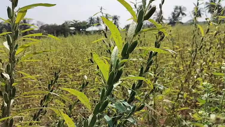 Theni  Sesame farming boomed due to increase in monsoon rains Sesame prices rise to Rs 15,000 per quintal - TNN தொடர் பருவமழை அதிகரிப்பால் எள் விவசாயம் அமோகம்; குவின்டால்  எள் விலை 15,000 ரூபாய் வரை ஏற்றம்