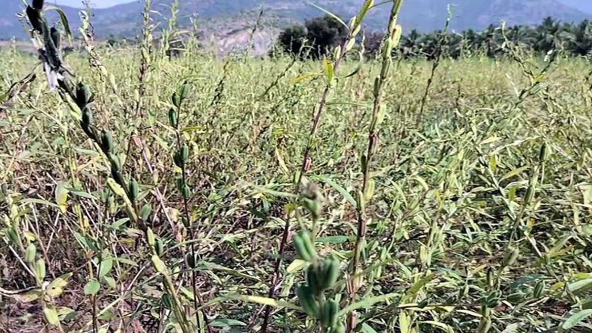 தொடர் பருவமழை அதிகரிப்பால் எள் விவசாயம் அமோகம்; குவின்டால்  எள் விலை 15,000 ரூபாய் வரை ஏற்றம்