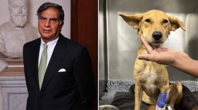 Ratan Tata Appeals To Mumbai For Urgent Dog Blood Donor Ratan Tata: ਰਤਨ ਟਾਟਾ ਕਰ ਰਹੇ ਨੇ ਖ਼ੂਨ-ਦਾਨੀ ਦੀ ਭਾਲ, ਕਿਹਾ- ਮੈਨੂੰ ਤੁਹਾਡੀ ਮਦਦ ਦੀ ਲੋੜ, ਜਾਣੋ ਕੀ ਹੈ ਵਜ੍ਹਾ