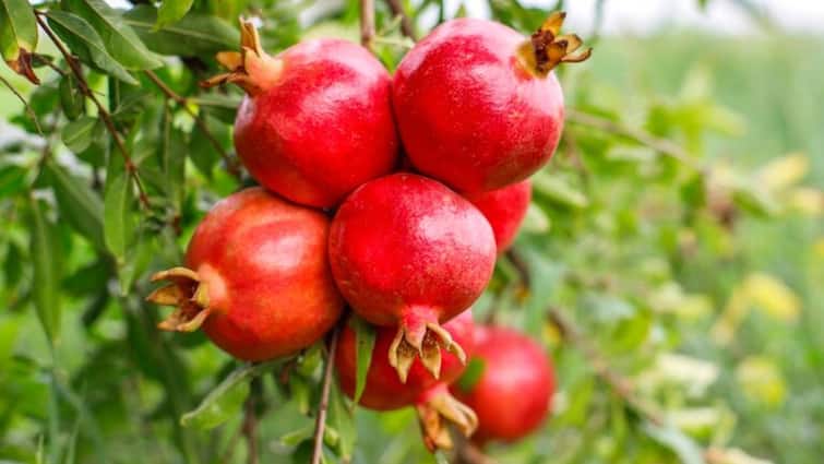 Pomegranate anar Powerful antioxidants that can help protect the health of your heart and kidneys Health Tips: रोज एक अनार खाने से शरीर में होने लगेंगे ये बदलाव, हफ्तेभर में दिखने लगेगा जादू