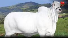 वसूला जाएगा गाय, सूअर और भेड़ से कार्बन टैक्स, जानें जानवरों के लिए क्यों बना दिया ऐसा नियम?