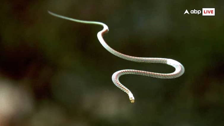 Are there really flying snakes Intresting facts about Gliding snake Flying Snakes: क्या वाकई में होते हैं उड़ने वाले सांप? जानें कैसे होते हैं ये