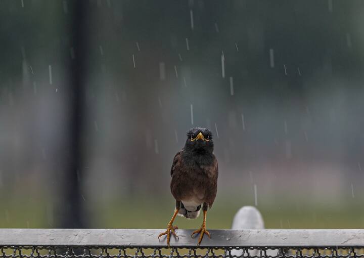 Kolkata Weather Update: বৃষ্টির প্রভাবে সামান্য তাপমাত্রাও কমেছে কলকাতার। বৃহস্পতিবার শহরের সর্বনিম্ন তাপমাত্রা ছিল ২৭ ডিগ্রি সেলসিয়াস।