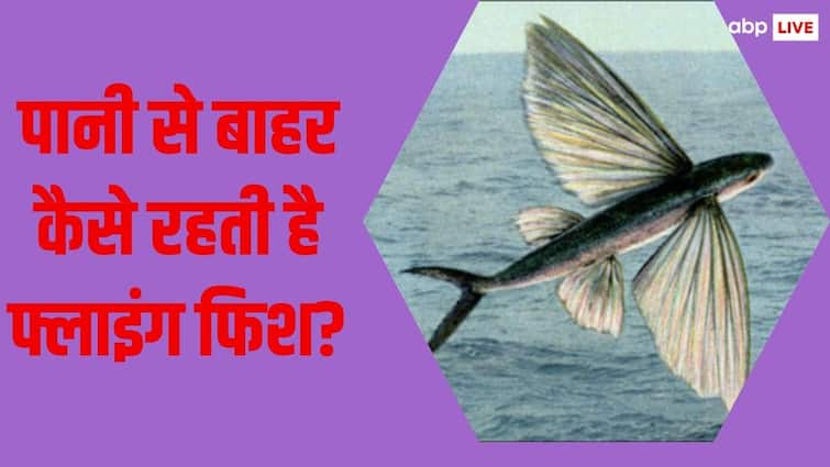 Ever heard of flying fish know all facts here कभी उड़ने वाली मछली के बारे में सुना है? इतनी होती है स्पीड